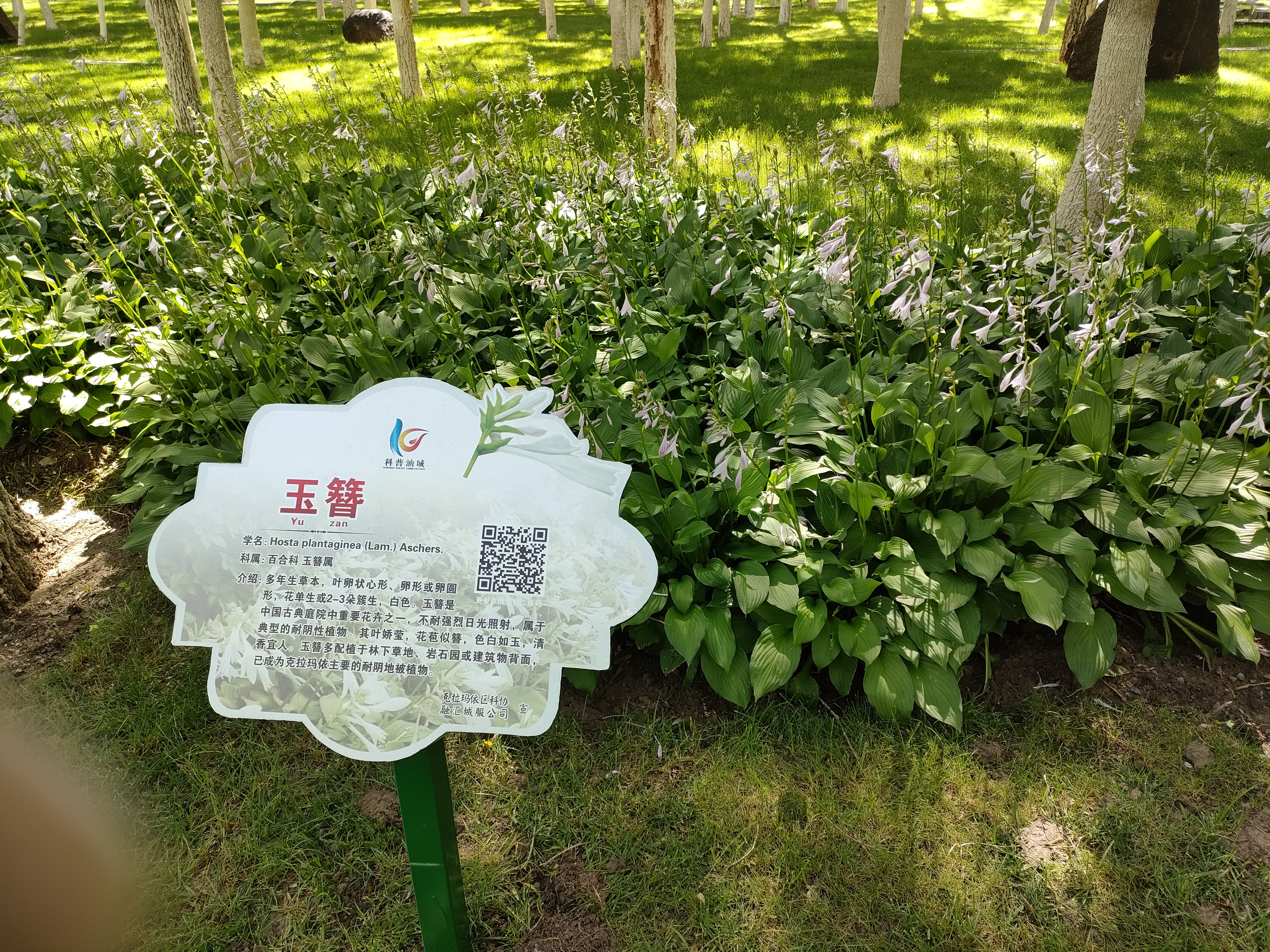将二维码科技运用到植物识别中,市民通过扫一扫,链入中国百度百科知识