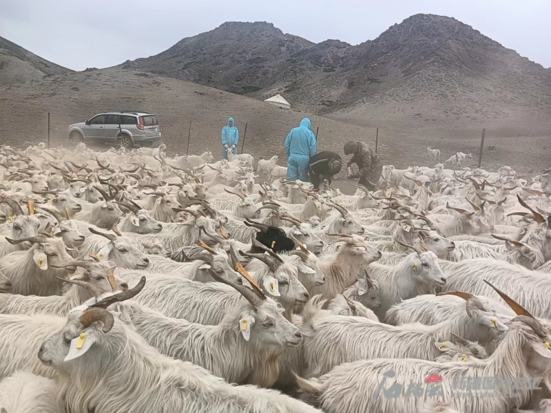 在新疆和布克赛尔绒山羊科技小院内,防疫人员正在给绒山羊打疫苗。(资料图)